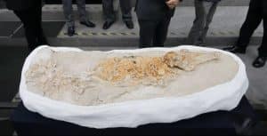 Peru Porpoise Fossil