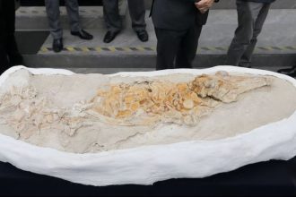 Peru Porpoise Fossil