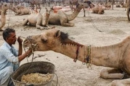 Disease Kills Camels in Cholistan Desert