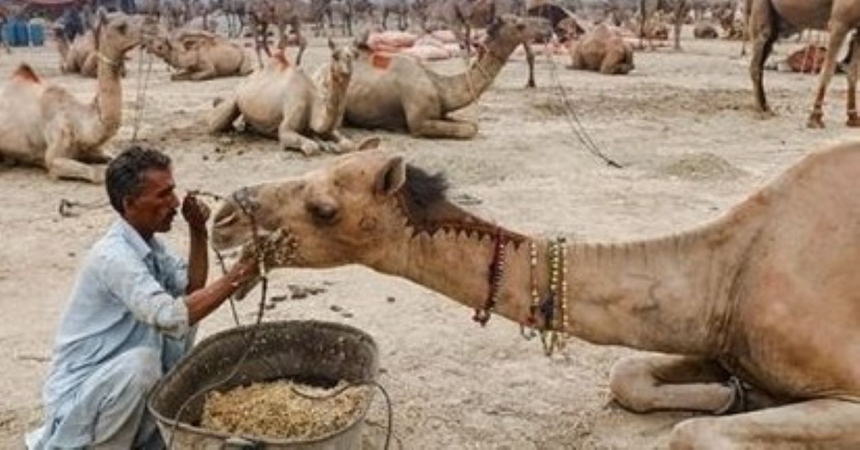 Disease Kills Camels in Cholistan Desert