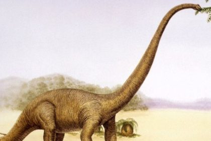 New Dinosaur Species in China Sheds Light on Jurassic Era Diversity