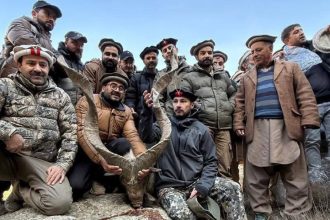 Kashmir markhor trophy hunting