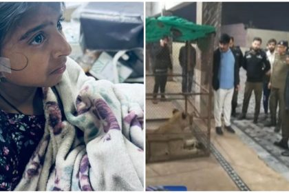 Lion Attack Lahore