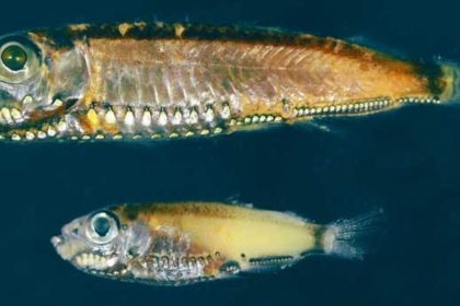 Hybrid Photoreceptor Cells in Deep-Sea Fish