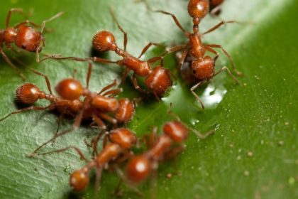 Ant Trade in Kenya Wildlife Trafficking