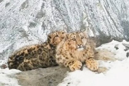 Snow Leopard Khunjerab Park
