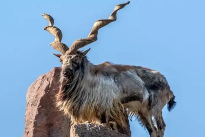Wildlife Poaching Chitral