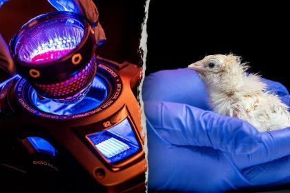 A newly hatched chick rests in blue-gloved hands beside a laboratory device with bright blue and red lights.
