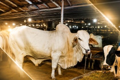 White cattle standing in a barn-style market area under warm lights with a feeding trough in the foreground