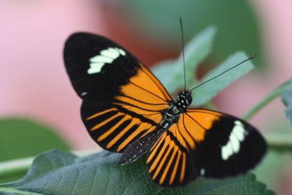Heliconius butterflies longevity study finds some species can live up to 348 days