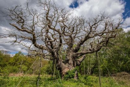 Major Oak dies in Sherwood Forest after centuries as a Robin Hood-linked ancient tree.